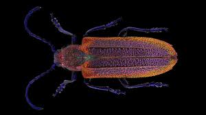 Attēlu rezultāti vaicājumam “Licea castanea macro”