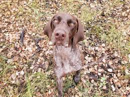 Image result for Pointers