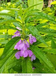 Image result for Impatiens balsamina
