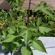 Attēlu rezultāti vaicājumam “Solanum dulcamara leaf”