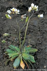 Attēlu rezultāti vaicājumam “Erophila verna”