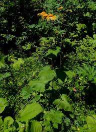 Image result for Telekia speciosa