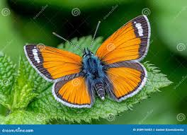 Attēlu rezultāti vaicājumam “Euphydryas maturna”