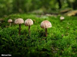 Attēlu rezultāti vaicājumam “Mycena pseudocorticola”