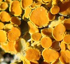 Attēlu rezultāti vaicājumam “Lichenoconium xanthoriae”