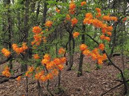 Attēlu rezultāti vaicājumam “Rhododendron calendulaceum”
