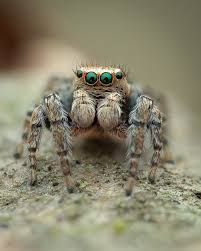 Attēlu rezultāti vaicājumam “Evarcha falcata”