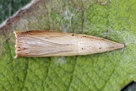 Attēlu rezultāti vaicājumam “Cyclophora pendularia”