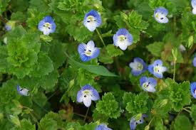 Attēlu rezultāti vaicājumam “Veronica persica flower”