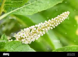 Attēlu rezultāti vaicājumam “Phytolacca acinosa flower”