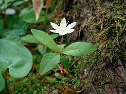 Attēlu rezultāti vaicājumam “Trientalis europaea leaf”