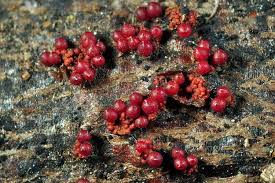 Attēlu rezultāti vaicājumam “Neonectria fuckeliana”