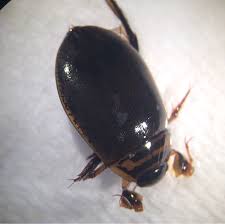 Attēlu rezultāti vaicājumam “Acilius sulcatus female”