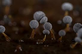 Attēlu rezultāti vaicājumam “Physarum diderma macro”