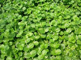 Attēlu rezultāti vaicājumam “Lysimachia nummularia leaf”