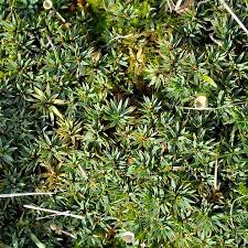 Attēlu rezultāti vaicājumam “Pogonatum dentatum”