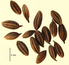 Attēlu rezultāti vaicājumam “Thalictrum flavum fruit”