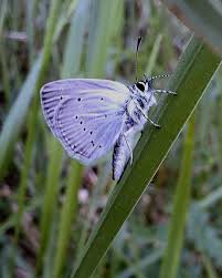 Attēlu rezultāti vaicājumam “Cupido minimus female”