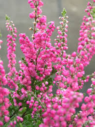 Attēlu rezultāti vaicājumam “Calluna vulgaris flower”