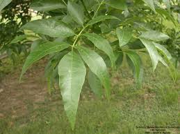 Attēlu rezultāti vaicājumam “Fraxinus pennsylvanica leaf”