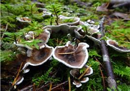 Attēlu rezultāti vaicājumam “Phellodon tomentosus”