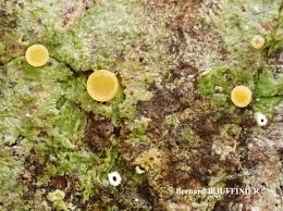 Attēlu rezultāti vaicājumam “Coenogonium pineti”