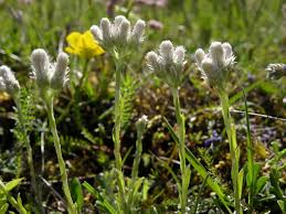Attēlu rezultāti vaicājumam “Antennaria dioica leaf”