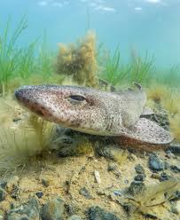 Image result for Scyliorhinus canicula