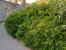 Attēlu rezultāti vaicājumam “Lonicera”