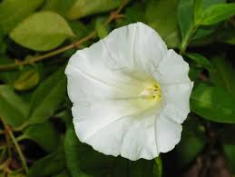 Attēlu rezultāti vaicājumam “Calystegia inflata leaf”