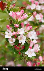 Attēlu rezultāti vaicājumam “Weigela praecox”