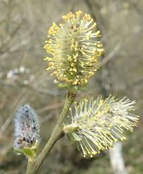 Attēlu rezultāti vaicājumam “Salix cinerea female flower”