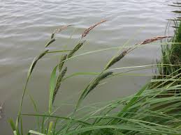 Attēlu rezultāti vaicājumam “Carex acuta”