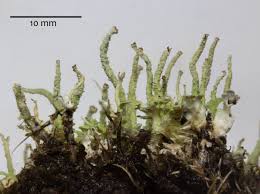 Attēlu rezultāti vaicājumam “Cladonia ochrochlora”