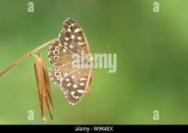 Attēlu rezultāti vaicājumam “Pararge aegeria upperside”