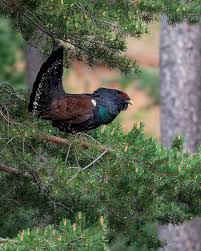 Attēlu rezultāti vaicājumam “Tetrao urogallus male”