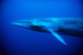 Image result for Balaenoptera borealis