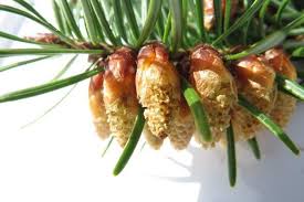 Attēlu rezultāti vaicājumam “Pseudotsuga menziesii fruit”