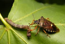 Attēlu rezultāti vaicājumam “Pinthaeus sanguinipes imago”