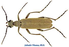 Attēlu rezultāti vaicājumam “Meloidae”