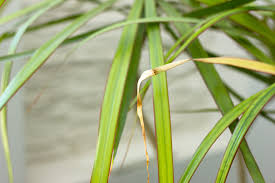 Attēlu rezultāti vaicājumam “Carex ornithopoda fruit”