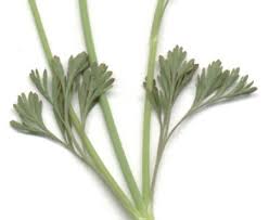 Attēlu rezultāti vaicājumam “Eschscholzia californica leaf”