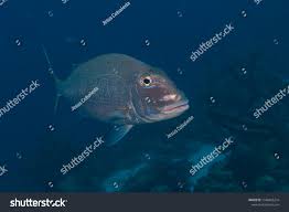 Image result for Calamus bajonado