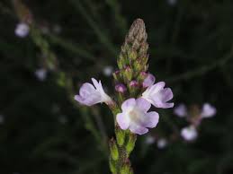 Image result for Verbena officinalis