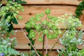 Attēlu rezultāti vaicājumam “Angelica archangelica leaf”