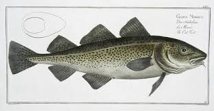 Image result for Gadus morhua