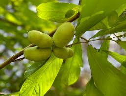 Attēlu rezultāti vaicājumam “Peucedanum palustre fruit”
