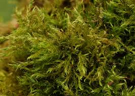 Attēlu rezultāti vaicājumam “Campyliadelphus elodes”