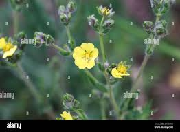 Image result for Potentilla argentea