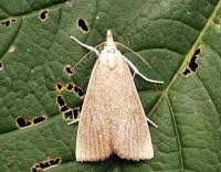 Attēlu rezultāti vaicājumam “Calamotropha paludella”